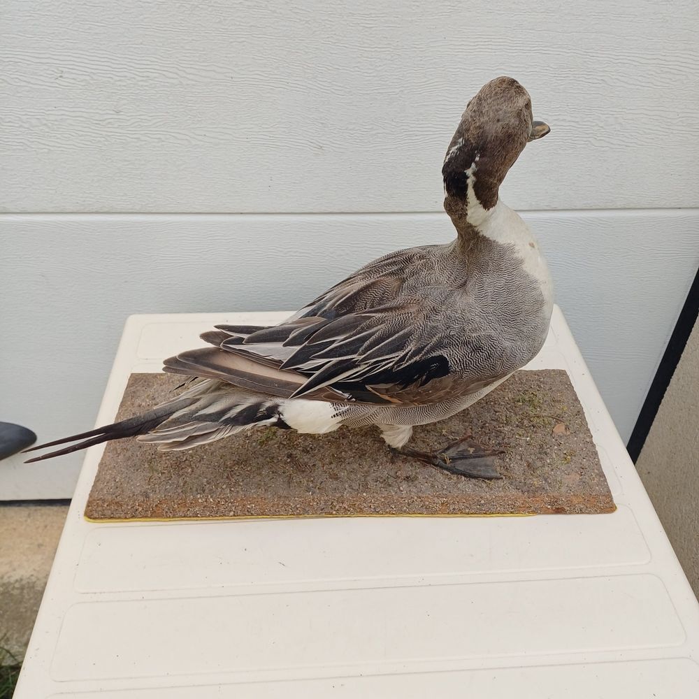 taxidermie ampaille canard pilet Décoration