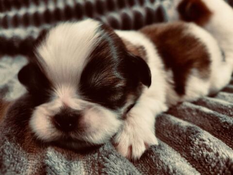 Adorables chiots Shih Tzu 950 94800 Villejuif