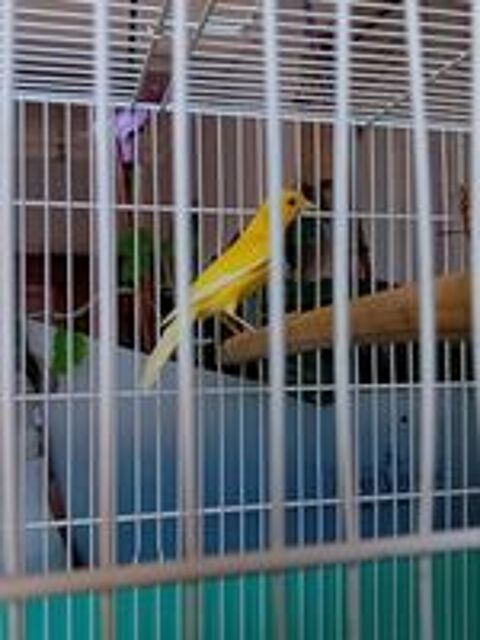  Canari Male  Razza / Rheinelender 