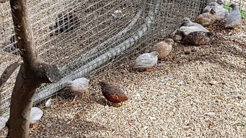 Cailles de Chine 10 81700 Saint-germain-des-prs