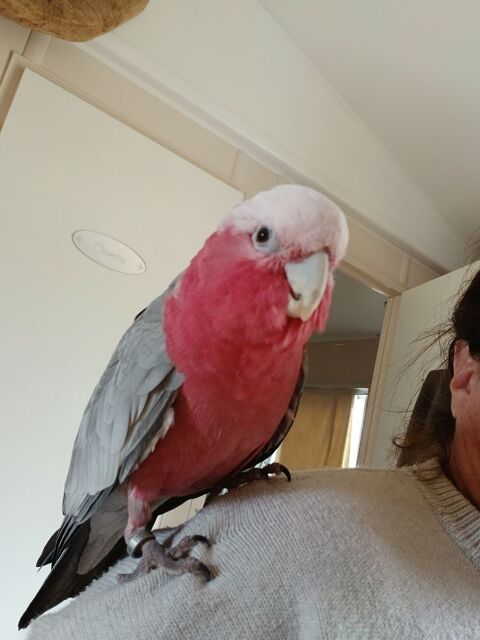 OISEAU EAM ROSEALBIN 1090 65300 Lannemezan