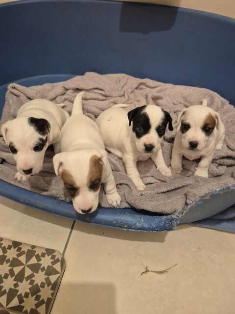 Chiots jack russell 750 24460 Château-l'Évêque