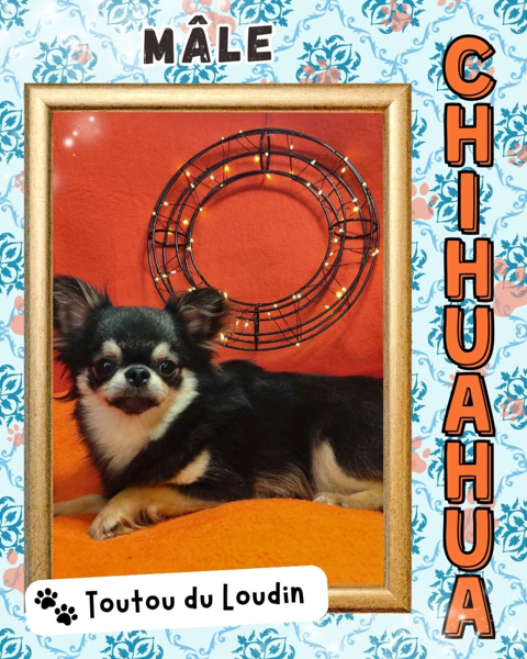 Chiot chihuahua m&acirc;le poils longs 600 18140 Pr�cy