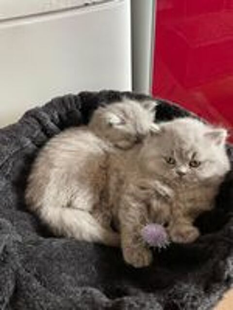   3 bbs chatons pur race british long hair 