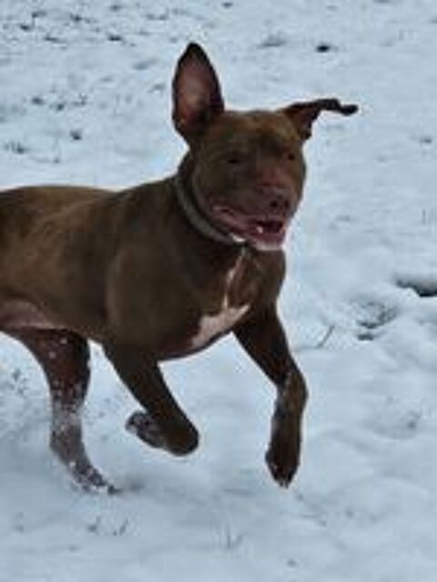   Denver, 5 ans,cherche  un  bon foyer  