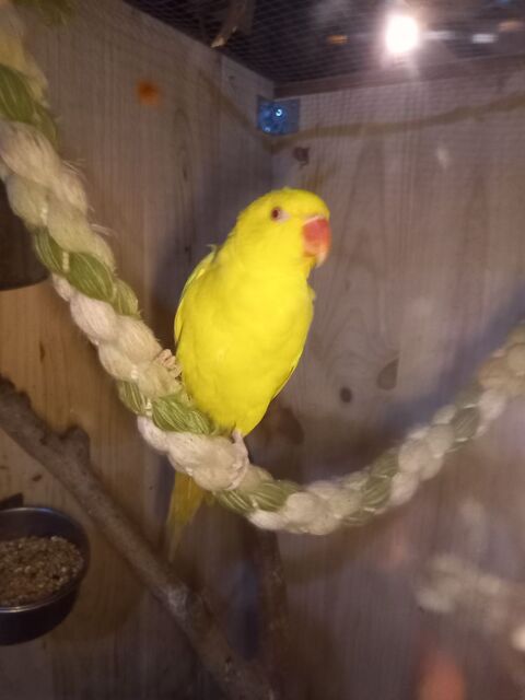 PERUCHE COLLIER d Asie EAM prête A PARLER 6 MOIS
300 34440 Nissan-lez-enserune