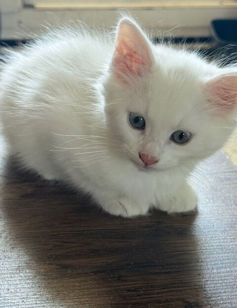 chaton angora 0 13700 Marignane