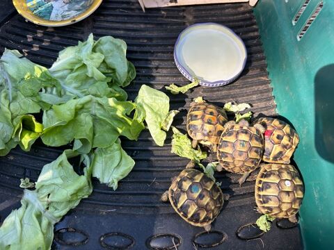 tortues juveniles nees dans mon jardin 50 34570 Pignan