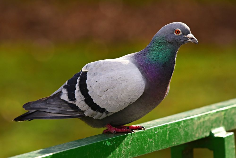  pigeons a donner =8 