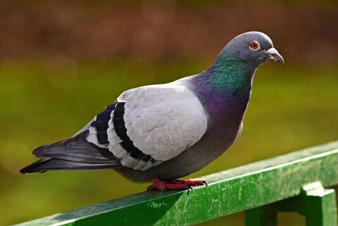 pigeons a donner =8 0 61110 Bellou-sur-huisne