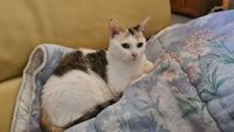   ATHENA minette tricolore 1 an 