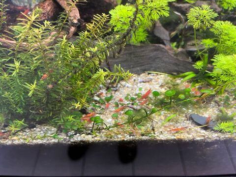 Crevettes 0 56450 Surzur