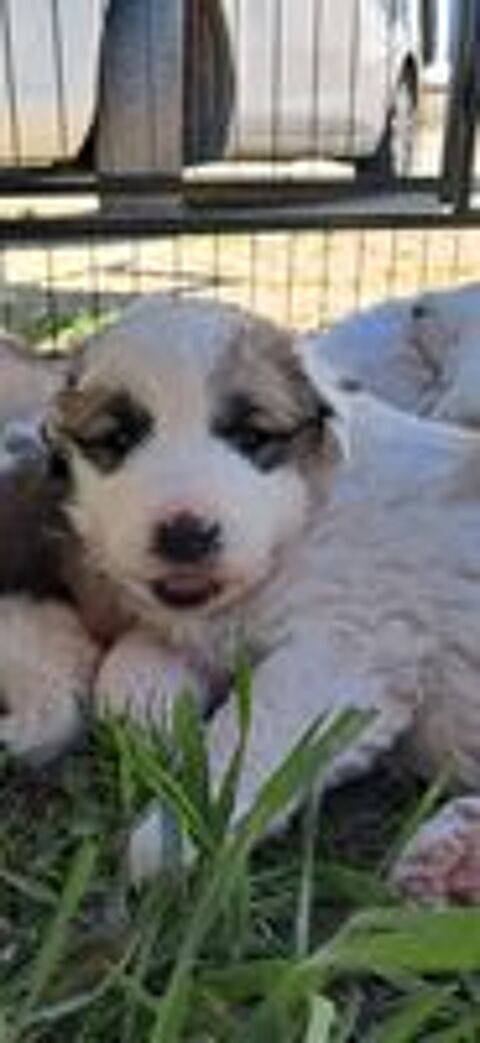   Chiot montagnes des Pyrnes disponible 