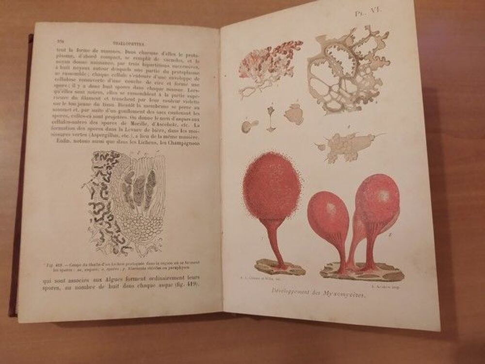 Anatomie et Physiologie V&eacute;g&eacute;tales Louis Mangin Livres et BD