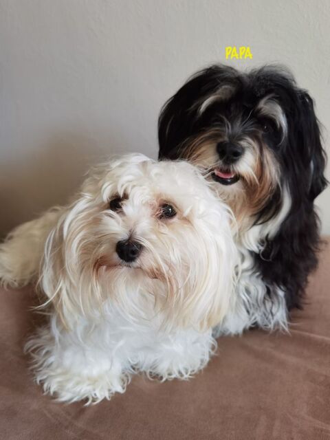 BICHONS HAVANAIS 890 22220 Trdarzec