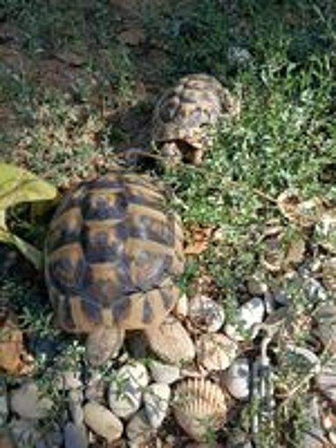   Couple de tortue 