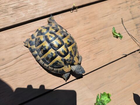 Tr&egrave;s belle Tortue de terre m&acirc;le 12 ans 150 83400 Hy�res
