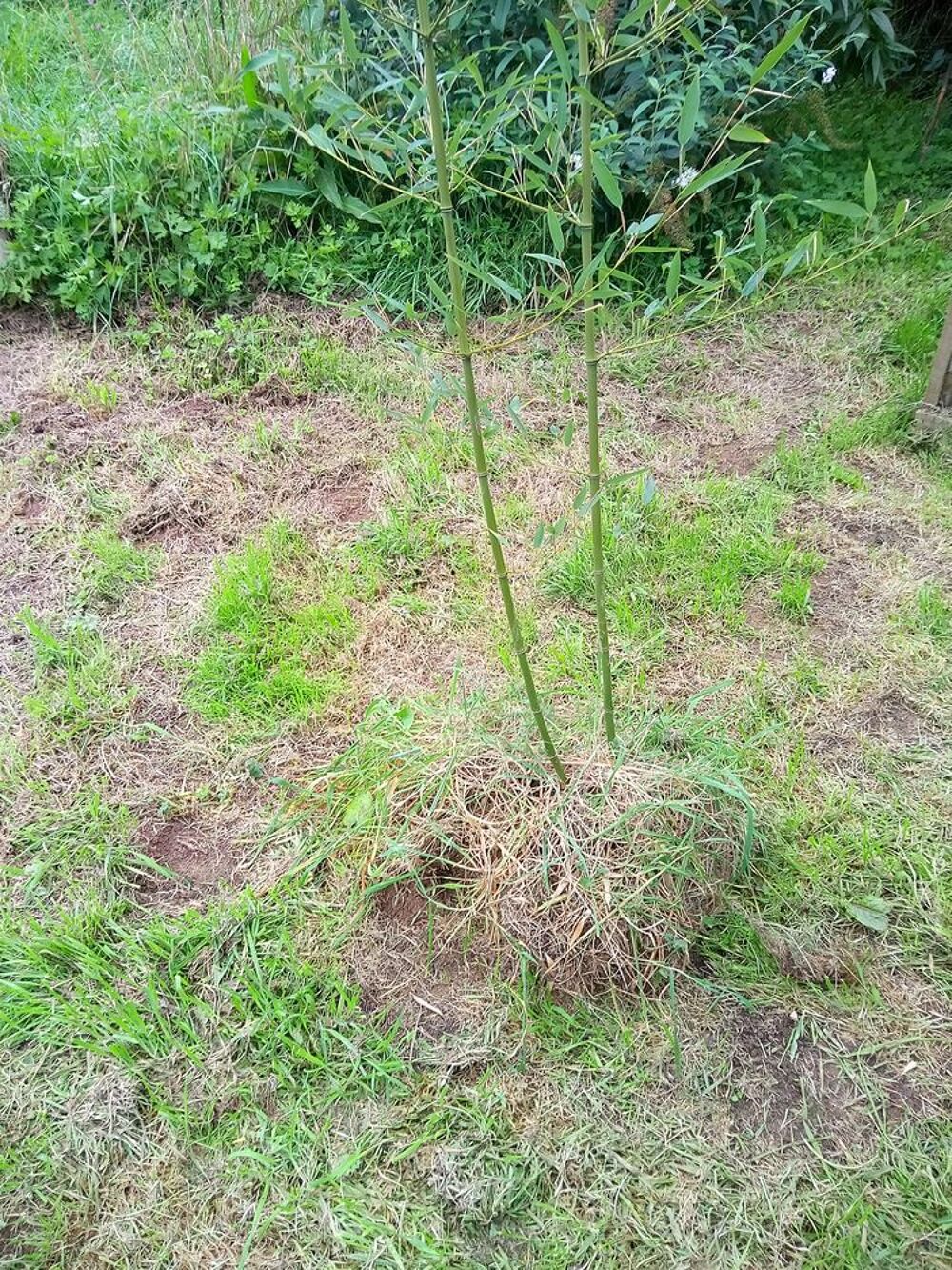 Bambous Phyllostachys bissetii Jardin
