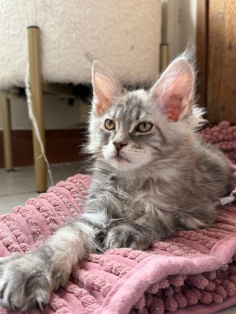 Chatons Maine coon LOOF 1350 89700 Tonnerre