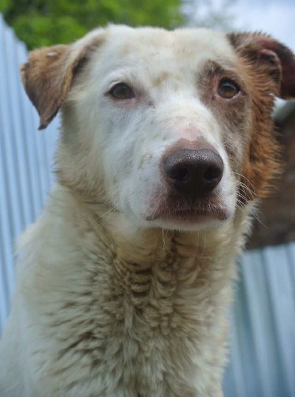   Galak � l'adoption 