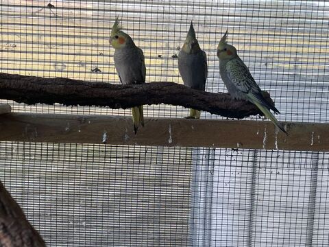 capolsite perl&eacute; 30 85270 Saint-hilaire-de-riez