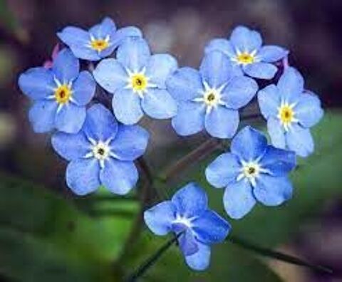 MYOSOTIS 1EUROS ET AUTRES PLANTES 1 Maisons-Alfort (94)