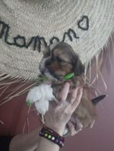   Adorable bébés Shih-tzu  