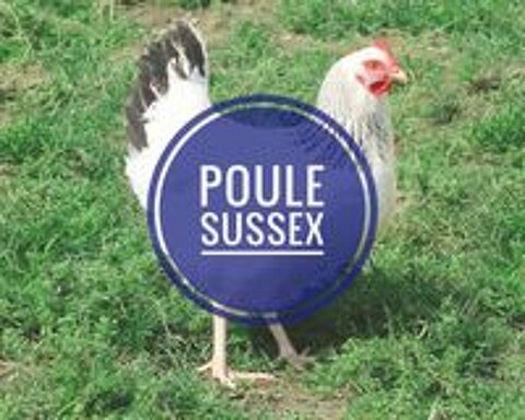   Poule pondeuse et ornement 