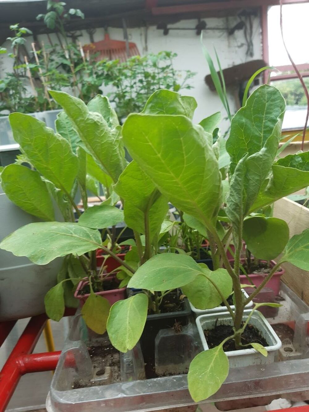 plants de l&eacute;gumes Jardin