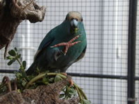   Kakariki 
