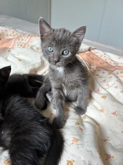 Adoption BALI 180 64600 Anglet