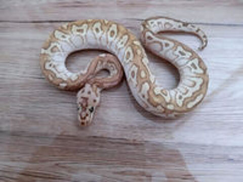   Python regius 2025 