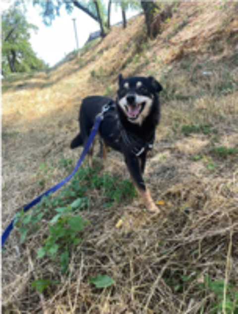   A L'ADOPTION FLEUR 