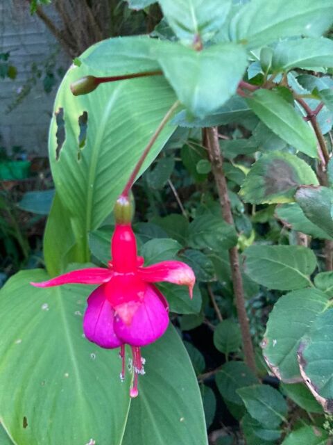FUSHIA GROSSE NON GELIVE 5e 5 Maisons-Alfort (94)