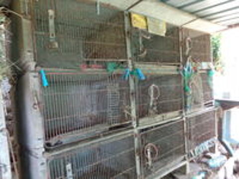   Clapier a lapins 