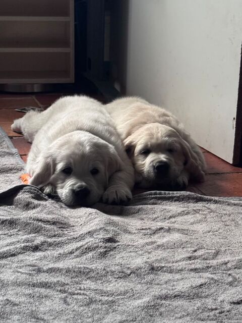 Golden Retriever 800 85700 Les châtelliers-châteaumur