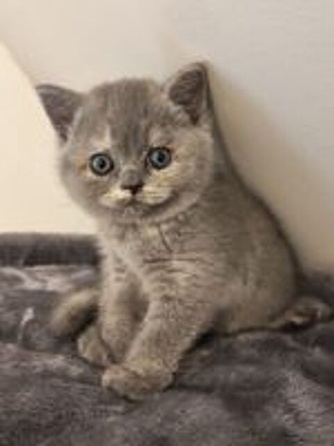   British shorthair femelle blue tortie  