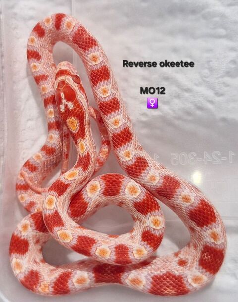 Pantherophis guttatus okeetee 50 94380 Bonneuil-sur-marne