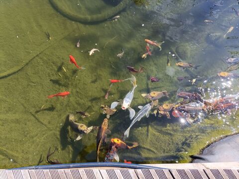 carpes koi et poisson de bassin 
30 57155 Marly