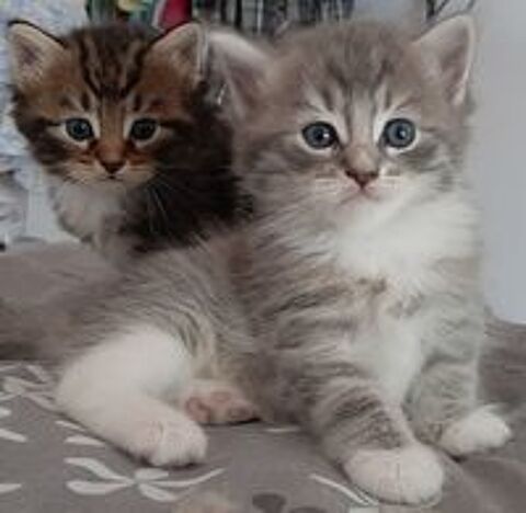   Chatons Siberiens LOOF 