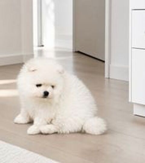  Magnifique mâle spitz blanc pure  