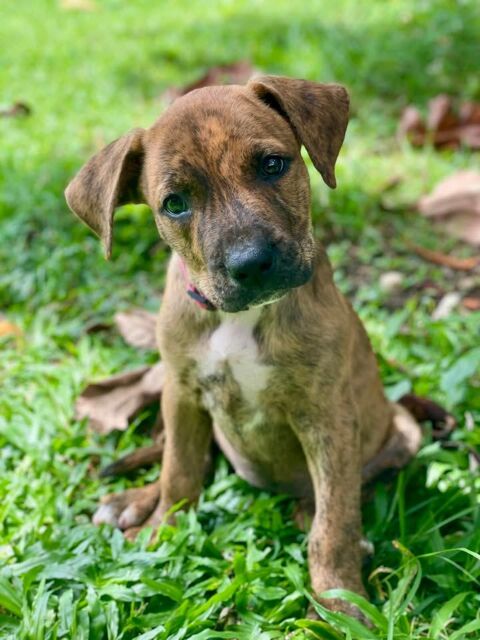 Arizona, femelle croisée berger, née le 10/02/2025 &#128054; 300 93000 Bobigny