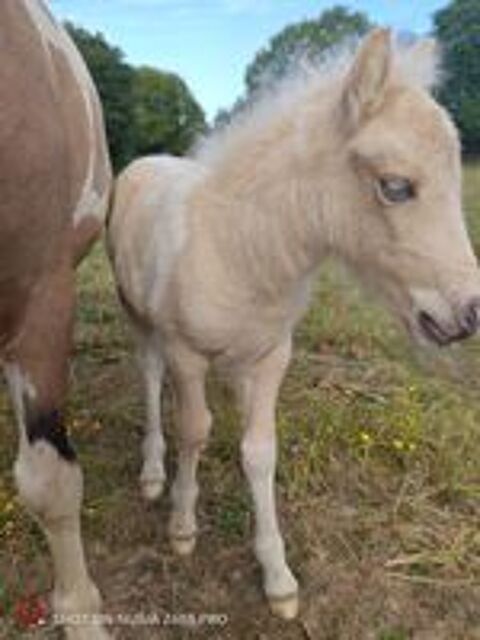   Poney pie palomino  