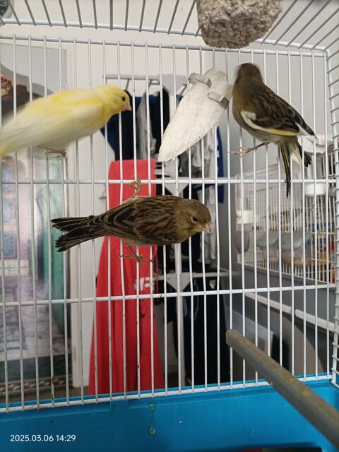 Canari EAM 25 06150 Cannes la bocca