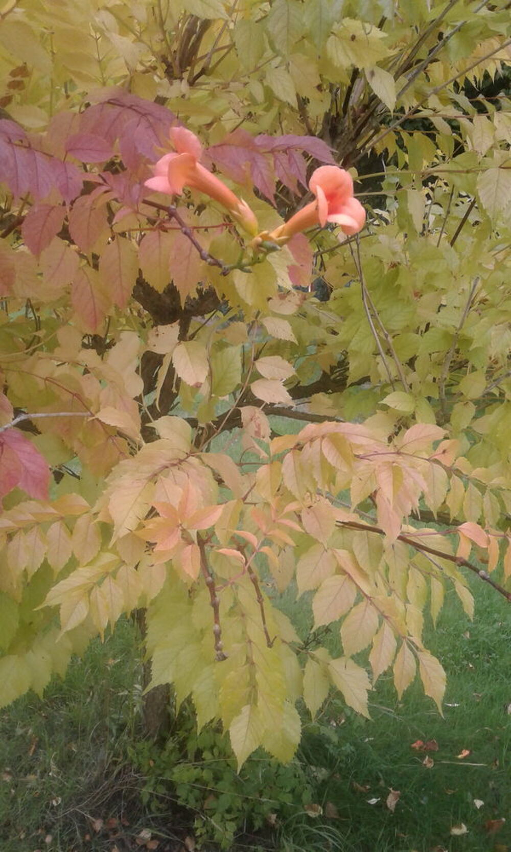 Plant Glycine et plant Campis Indien Jardin