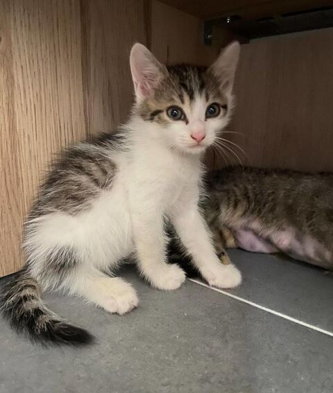 Chatons propres et sevrés cherchent familles sérieuses a adopter 120 11000 Berriac