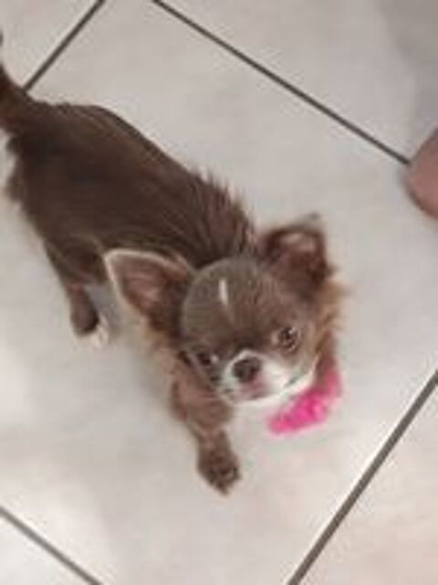   Femelle chihuahua  