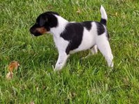   Chiot fox terrier  