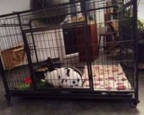   Cage pour lapins 