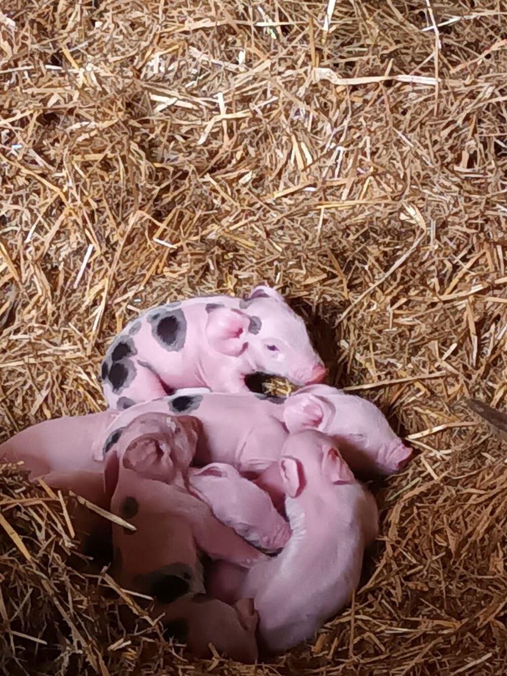   Porcelets, Cochons de lait BIO 